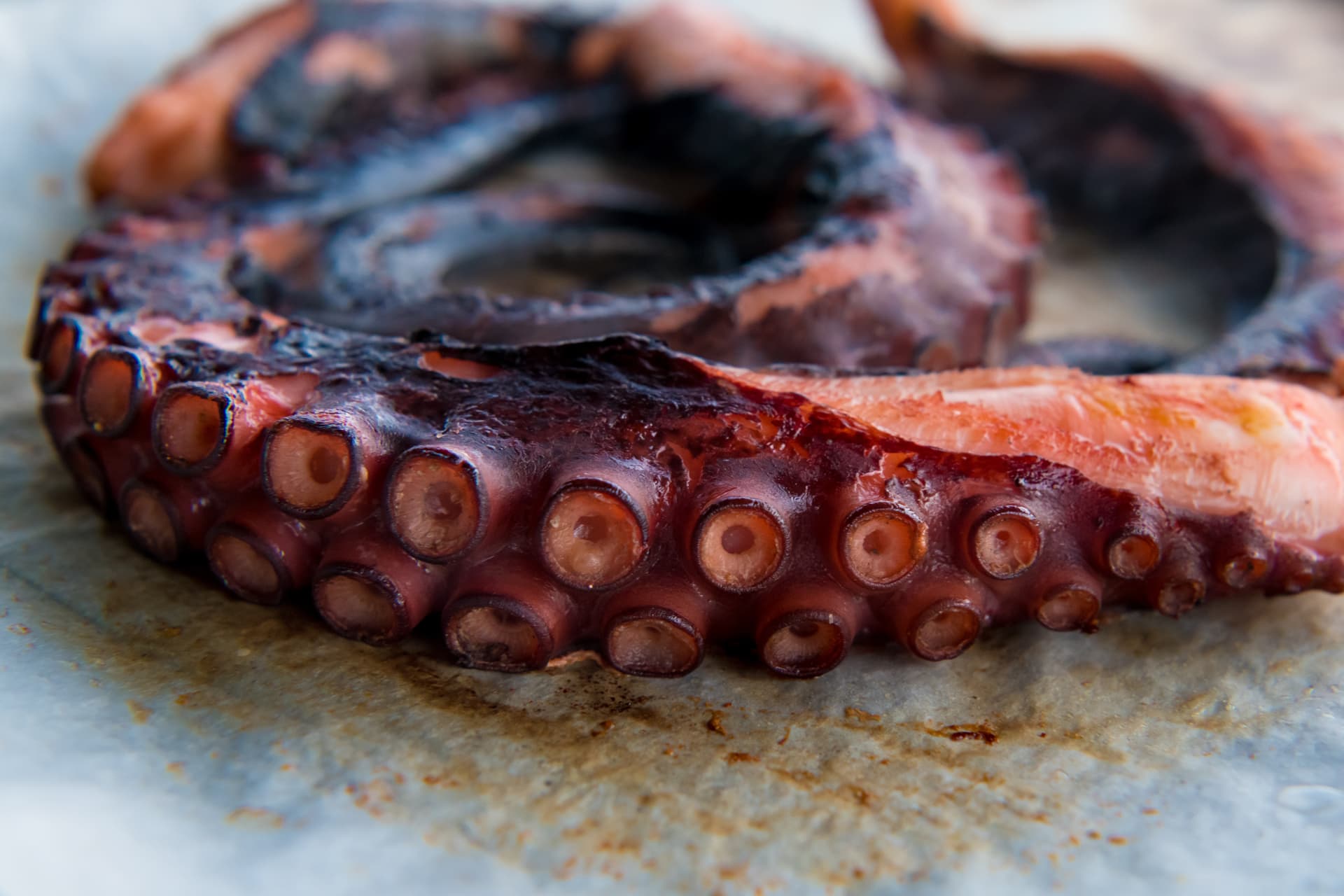 Degusta el mejor pulpo y churrasco en Ourense